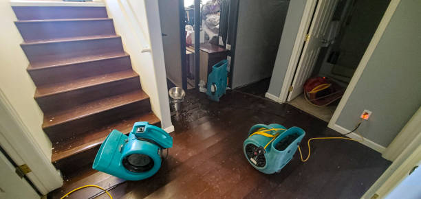 Best Mold removal after water damage  in Falfurrias, TX