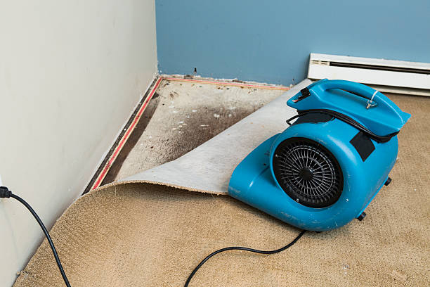 Best Water damage contractors near me  in Falfurrias, TX